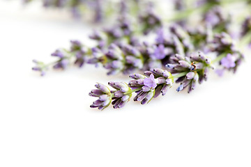 Image showing lavender flowers