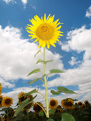 Image showing Sunflower  field