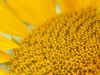 Image showing Sunflower macro