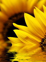 Image showing Sunflower macro