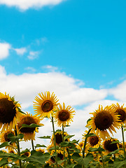 Image showing Sunflower  field