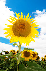 Image showing Sunflower  field