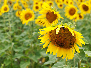 Image showing Sunflower  field