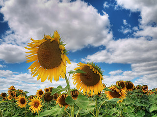 Image showing Sunflower  field