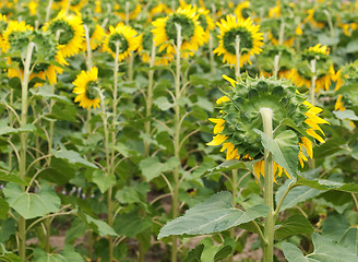 Image showing Sunflower  field