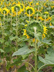 Image showing Sunflower  field