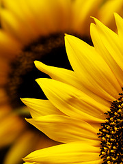 Image showing Sunflower macro