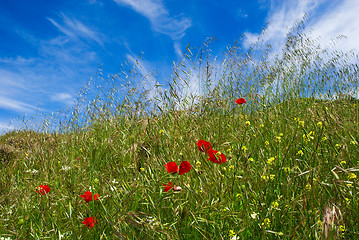 Image showing Poppies and straws