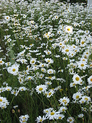 Image showing Field with dasies