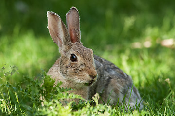 Image showing Wild Rabbit