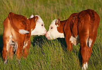 Image showing Kissing Calves