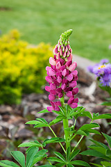 Image showing Lupin