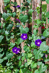 Image showing Morning Glories