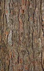 Image showing Pinetree bark texture