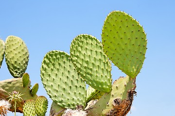 Image showing Tzabar cactus, or prickly pear 