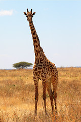 Image showing Giraffe in plain savanna 