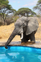 Image showing Elephant stealing water from swimming pool 