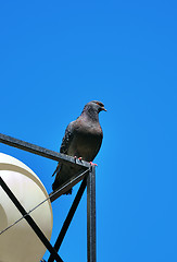 Image showing rock pigeon sitting on street lamp 