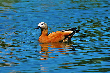 Image showing brown duck in a pond 