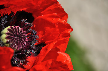 Image showing red poppy flower zoom 