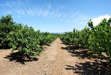 Image showing Alley between tree rows in the cherry orchard in summer