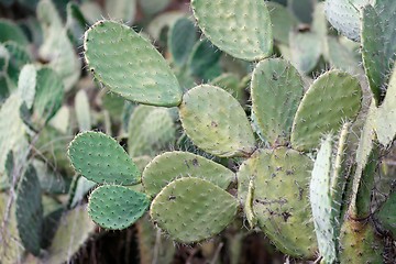 Image showing Tzabar cactus, or prickly pear 