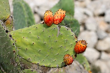 Image showing Fruits of tzabar cactus, or prickly pear