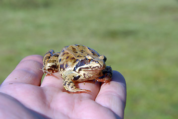 Image showing toad