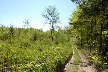 Image showing forest path