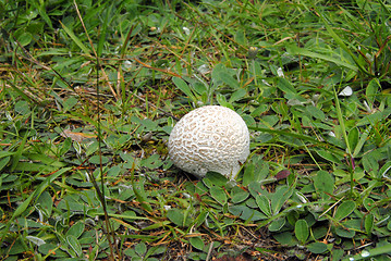 Image showing puffball