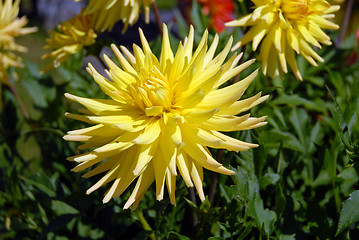 Image showing flowers in my garden