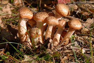 Image showing mushrooms in forest