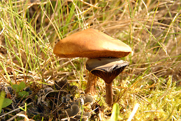 Image showing slippery jack and other mushroom