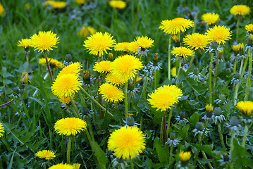 Image showing Dandelions