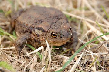 Image showing toad or frog in grass