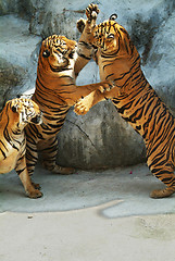 Image showing Three tigers