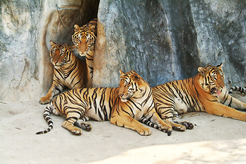 Image showing A tiger family