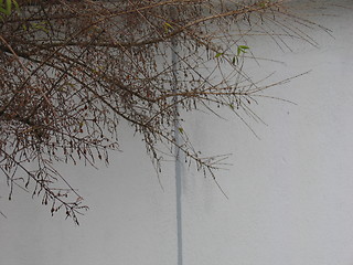 Image showing tree in front of wall