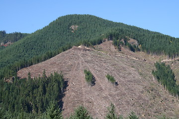 Image showing Clearcut Logging