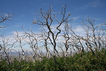 Image showing Oak Forest Regrowth