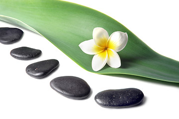 Image showing Lava Stones with frangipani (plumeria)  flower on the Leaves