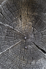 Image showing Circular old wood texture with nails