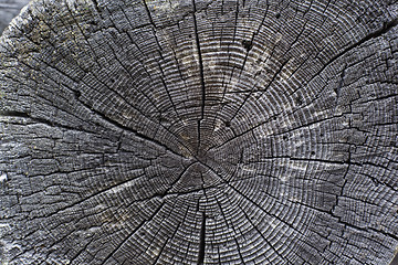 Image showing Wood texture