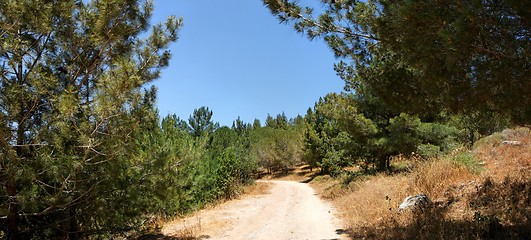 Image showing Empty hiking trail in the pinetree woods 