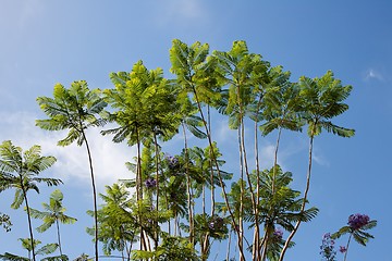 Image showing Acacia tree branches and violet flowers on sky background