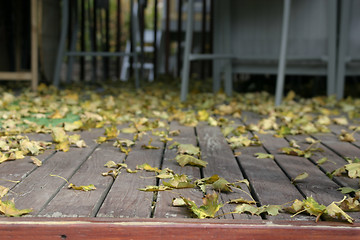 Image showing Close up on the Leaves Falling