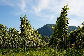 Image showing Vineyard rows on mountainous background