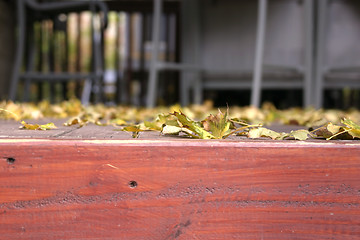 Image showing Close up on the Leaves Falling