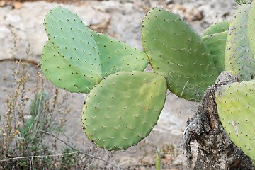 Image showing Tzabar cactus, or prickly pear