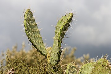 Image showing V-shaped leaves of zabar cactus, or prickly pear